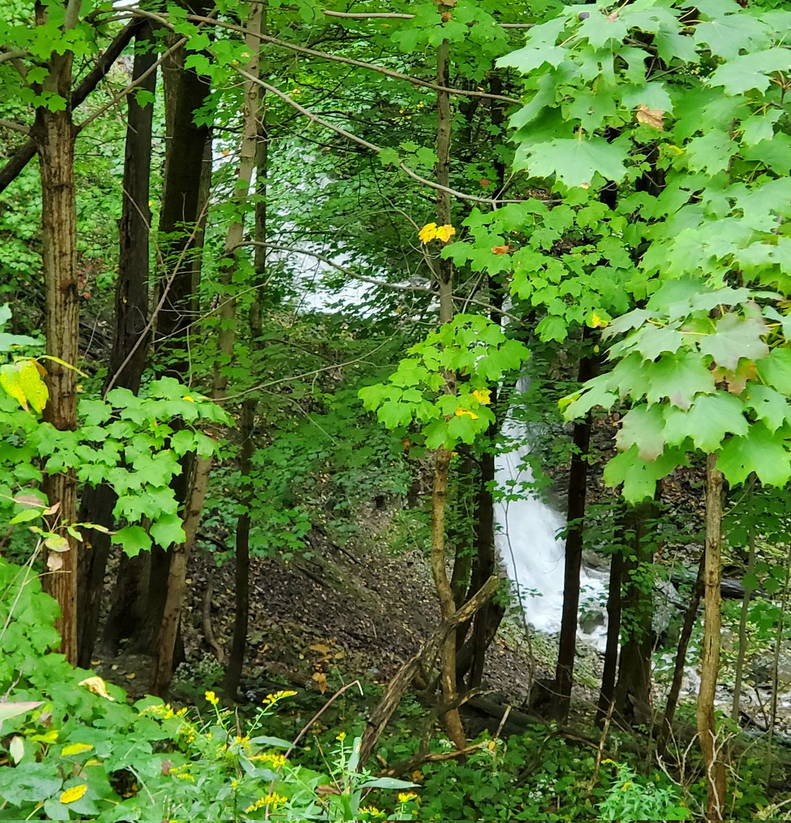 Nancy🐝🦋🌱 tweet media