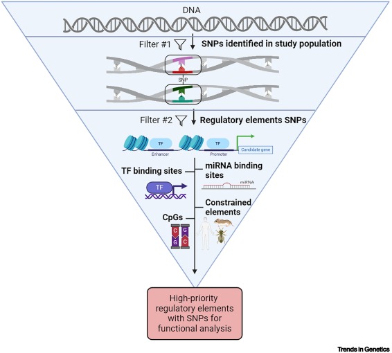 A bioinformatics toolbox to prioritize causal genetic variants in candidate regions dlvr.it/TFNTNS