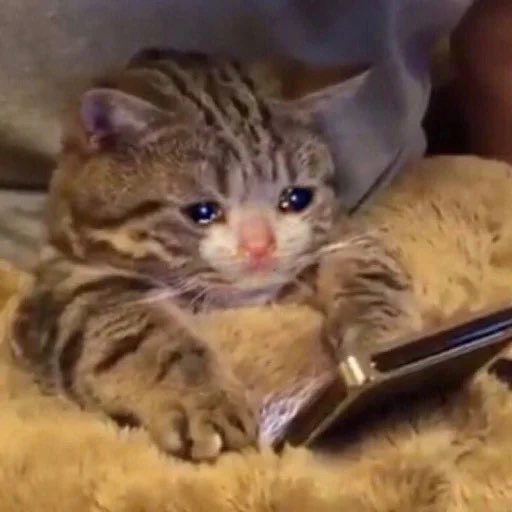Just because one position is bad it doesn't mean you have to liquidate the whole portfolio. 

- $Crying Cat 

Ca:
2ZHYWGndLx76H7NCN4ieMRHSRAAiiWEtJFpHmmXYmE6Z