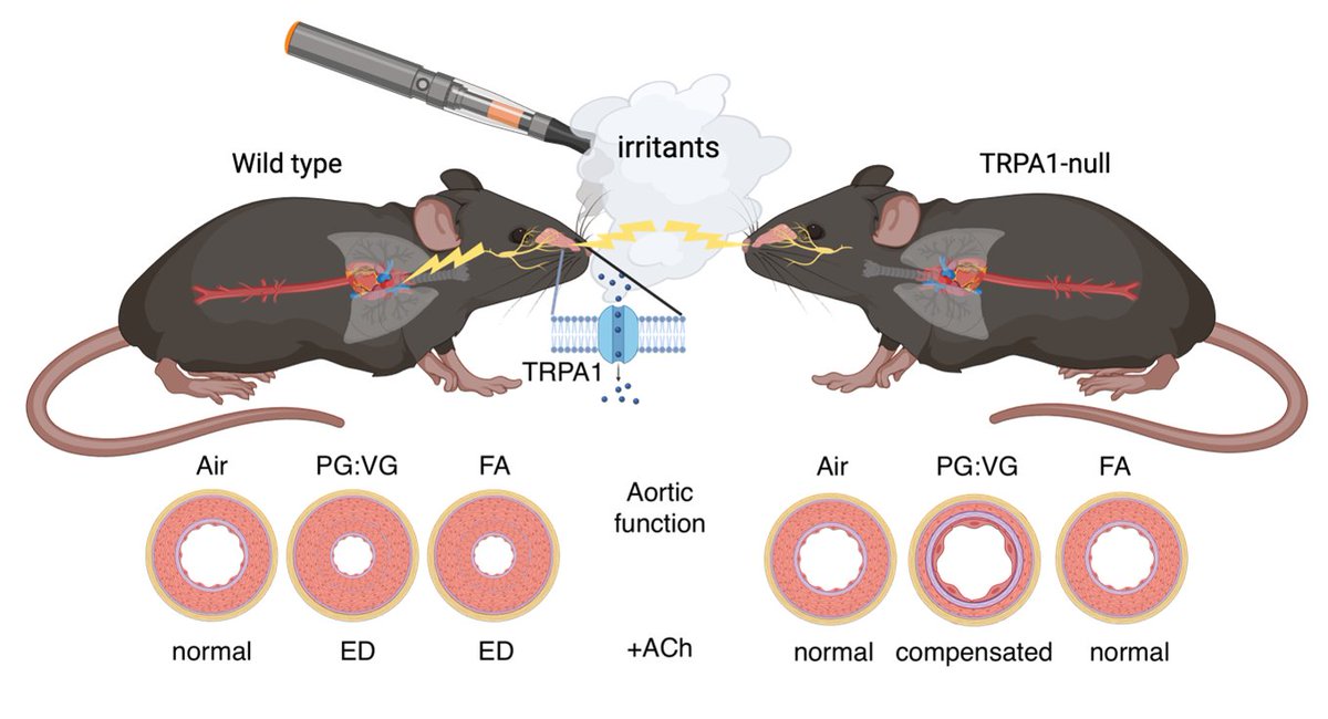 Formaldehyde in electronic cigarette-derived aerosols linked with vascular injury via activation of the irritant receptor Transient Receptor Potential Ankyrin-1 (TRPA1) in a mouse model.
#ToxSciCover #UniversityofLouisville #AHA
@DanConklin doi.org/10.1093/toxsci…