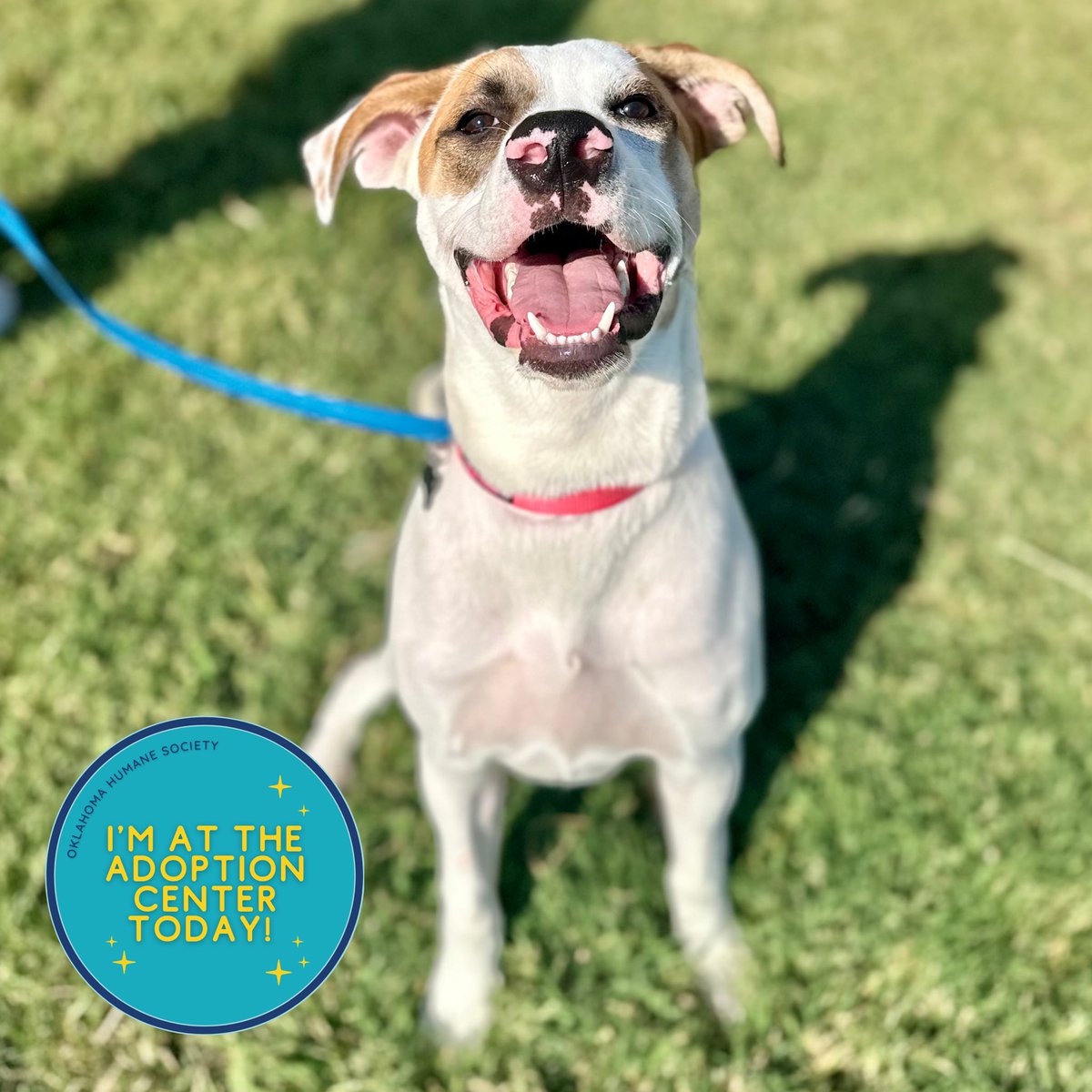Oklahoma Humane Society (@okhumane) on Twitter photo Meet Poot (aka Pootie)!
Poot is a goofy girl full of energy & charm. She is 7 months old & 49 lbs. Pootie is ready to wiggle her way into your heart!
✨
Visit the OK Humane Adoption Center today at 7500 N Western Ave. or email adoptions@okhumane.org if interested in adopting. Meet Poot (aka Pootie)!
Poot is a goofy girl full of energy & charm. She is 7 months old & 49 lbs. Pootie is ready to wiggle her way into your heart!
✨
Visit the OK Humane Adoption Center today at 7500 N Western Ave. or email adoptions@okhumane.org if interested in adopting.