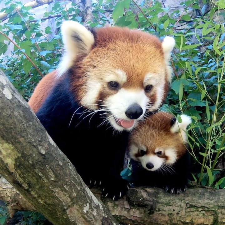 NotablePets tweet media