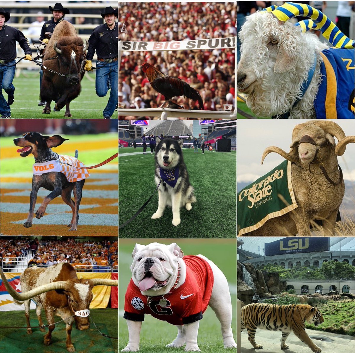 College Football Zone tweet media