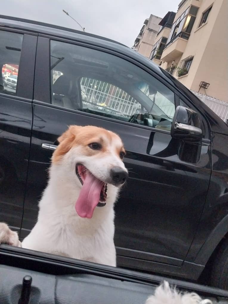 URGENTE! Perrito abandonado...su dueño murió y está mendigando amor por las calles de #Santamonica #Caracas #Farmatodo...perro cachorro, hermoso y noble...