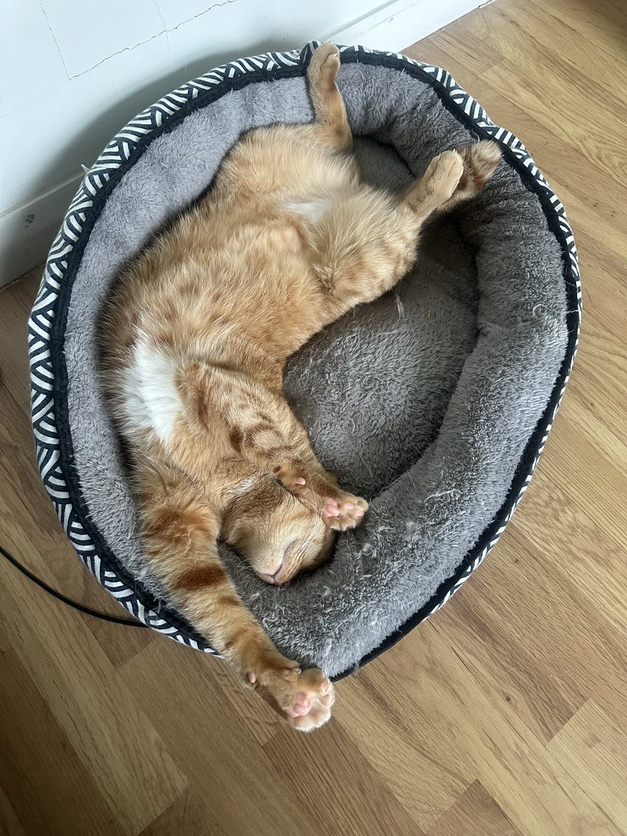 Today is Harry’s Gotcha Day ❤️❤️❤️ three years ago today he came home to Hooms and be reunited with his rescue brofur Flame. Sweet, shy and always judgy.  😹

Flame started our Family, Harry made it complete 🧡 #cats #CatsofTwittter #hedgewatchers