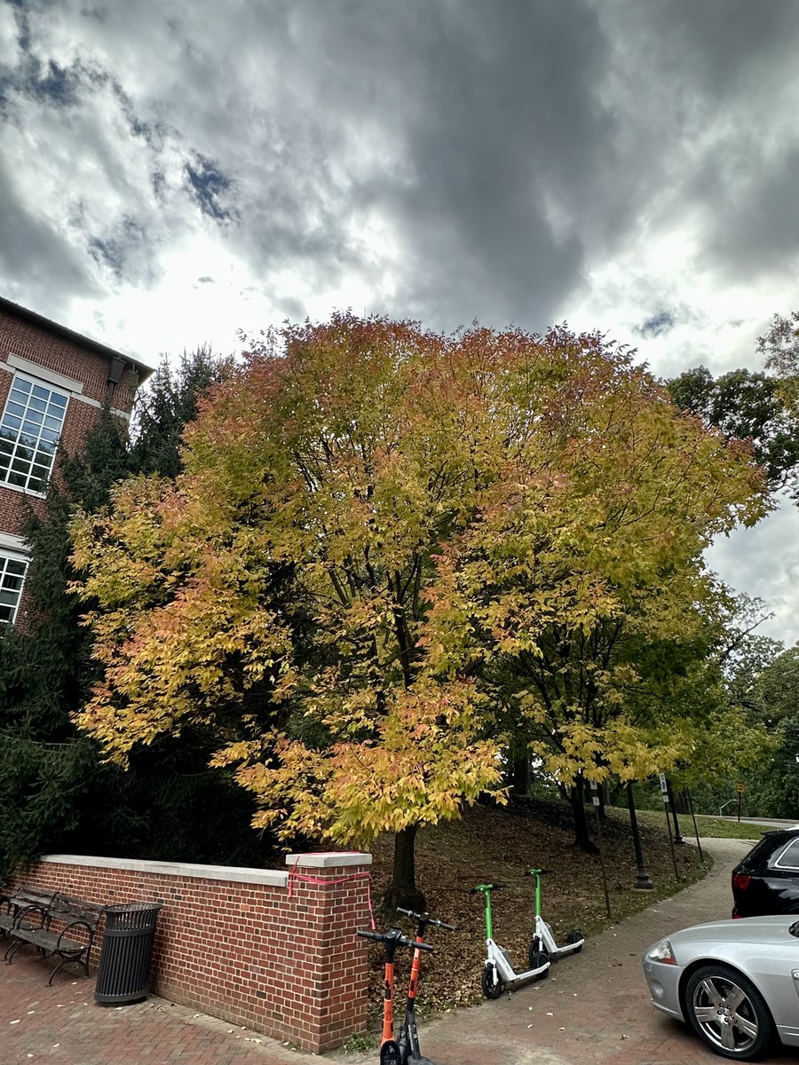 Fall at <a href="/JohnsHopkins/">Johns Hopkins University</a> is stunning!