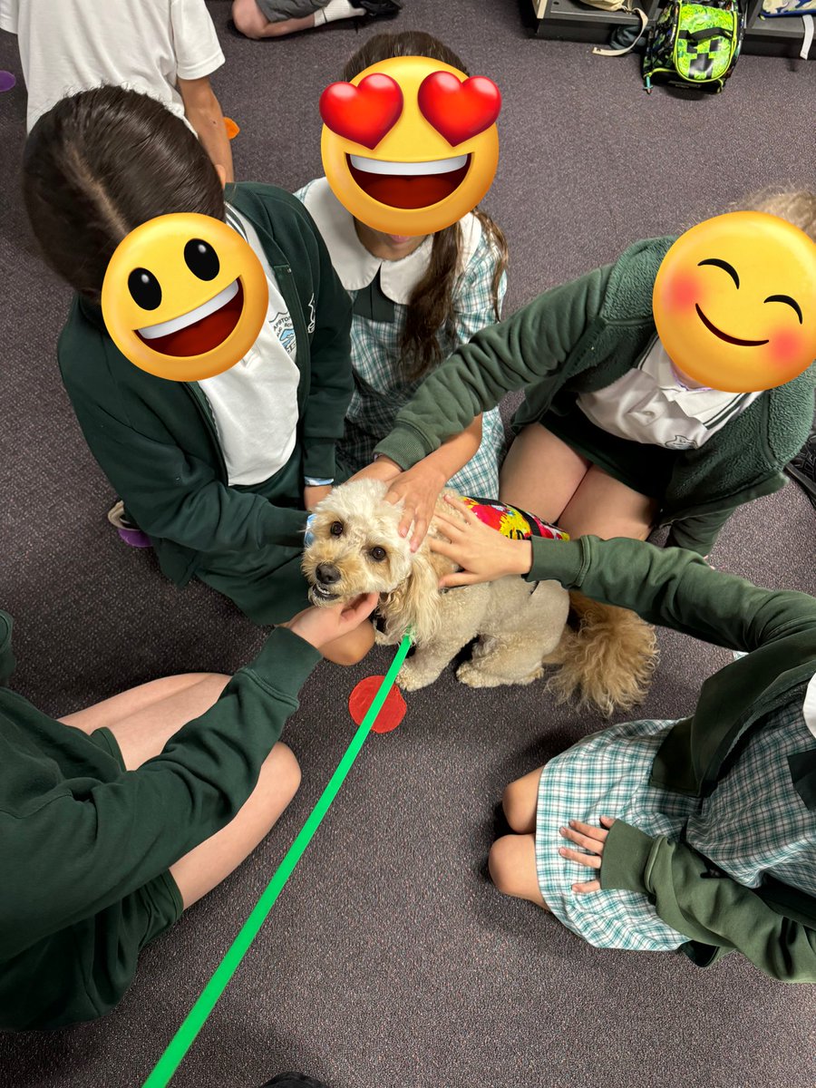 Therapuppy1's tweet image. The pups received the rockstar treatment on their first few days back at school after the break. The students and the pups missed each other equally #schooldogs #dogsofeducation #Wasabi #Jellybean #lovewhatwedo #lovewherewelearn #backtoschool #term4 #therapydog