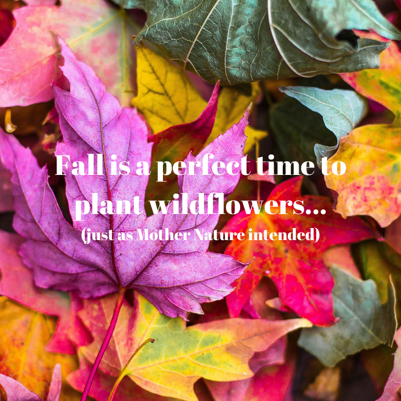 Fall is the perfect time to plant wildflower seed.
bbbseed.com