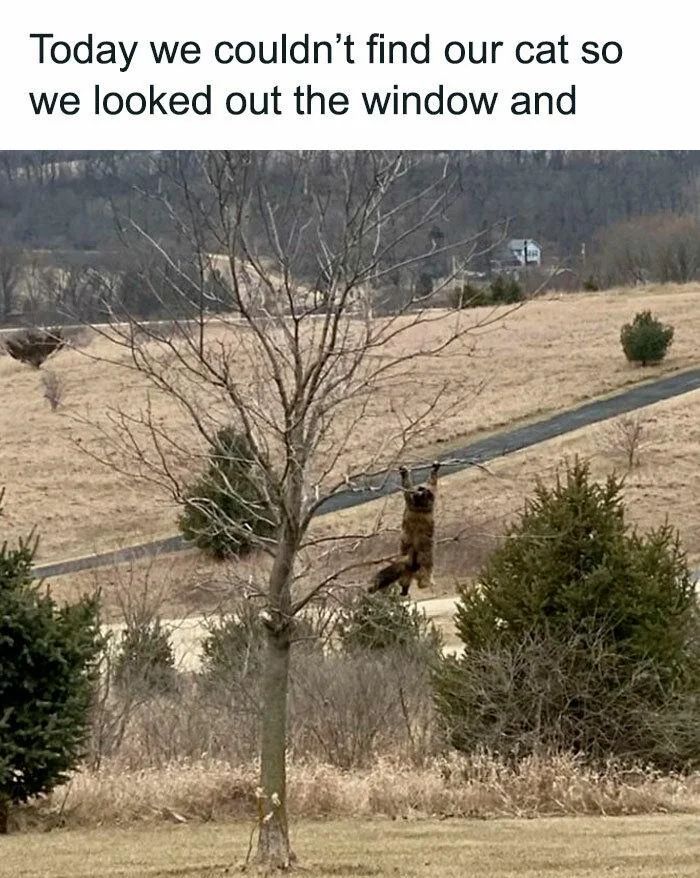 WholesomeMemes tweet media