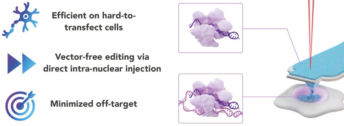 Scientist.com (@scientist_com) on Twitter photo Using CRISPR for genome editing presents challenges, such as efficiently delivering #CRISPR components into the cell nucleus, avoiding random vector integration, etc.
In our latest blog with <a href="/Cytosurge/">Cytosurge AG</a>, we discuss how CellEDIT addresses these issues: app.scientist.com/blog/2024/10/1… Using CRISPR for genome editing presents challenges, such as efficiently delivering #CRISPR components into the cell nucleus, avoiding random vector integration, etc.
In our latest blog with <a href="/Cytosurge/">Cytosurge AG</a>, we discuss how CellEDIT addresses these issues: app.scientist.com/blog/2024/10/1…