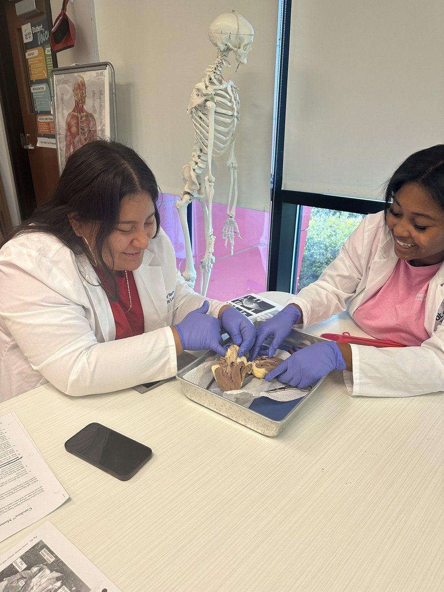 Biomedical juniors dissecting a heart to deeply understand anatomy and physiology. You can tell by their smiles they are in the right program!❤️