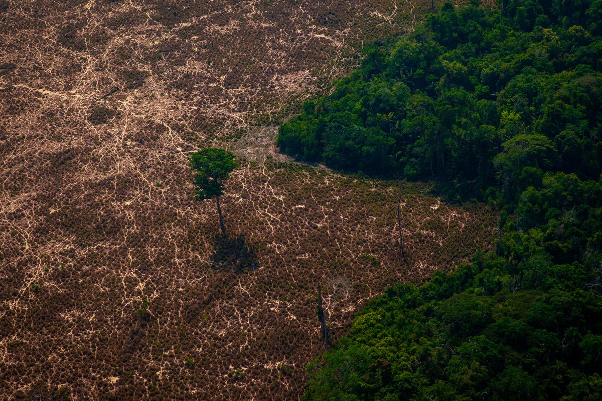 Rapid biodiversity loss is driven by the expansion of agriculture, deforestation, and infrastructure and has been worsened by prioritizing short-term gains over long-term interests.

Financing Nature explains how we can get back on track: PaulsonInstitute.org/financingnature
