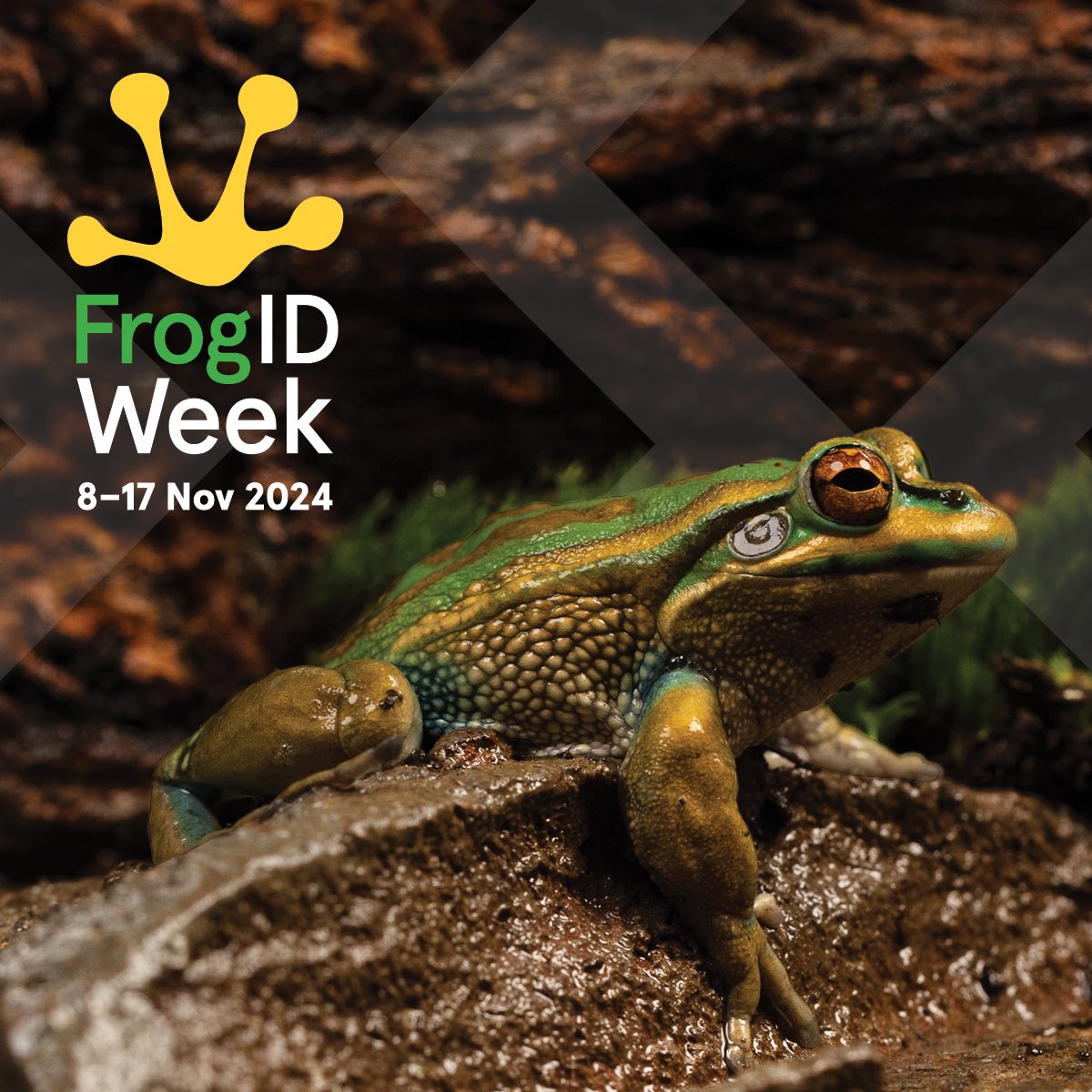 Mark your calendars for #FrogIDWeek, taking place 8-17 November! 
 
Together, we're constructing a powerful dataset, enabling us to gain better insights into frog populations across #Australia. 
 
Download the free #FrogID app today: frogid.net.au