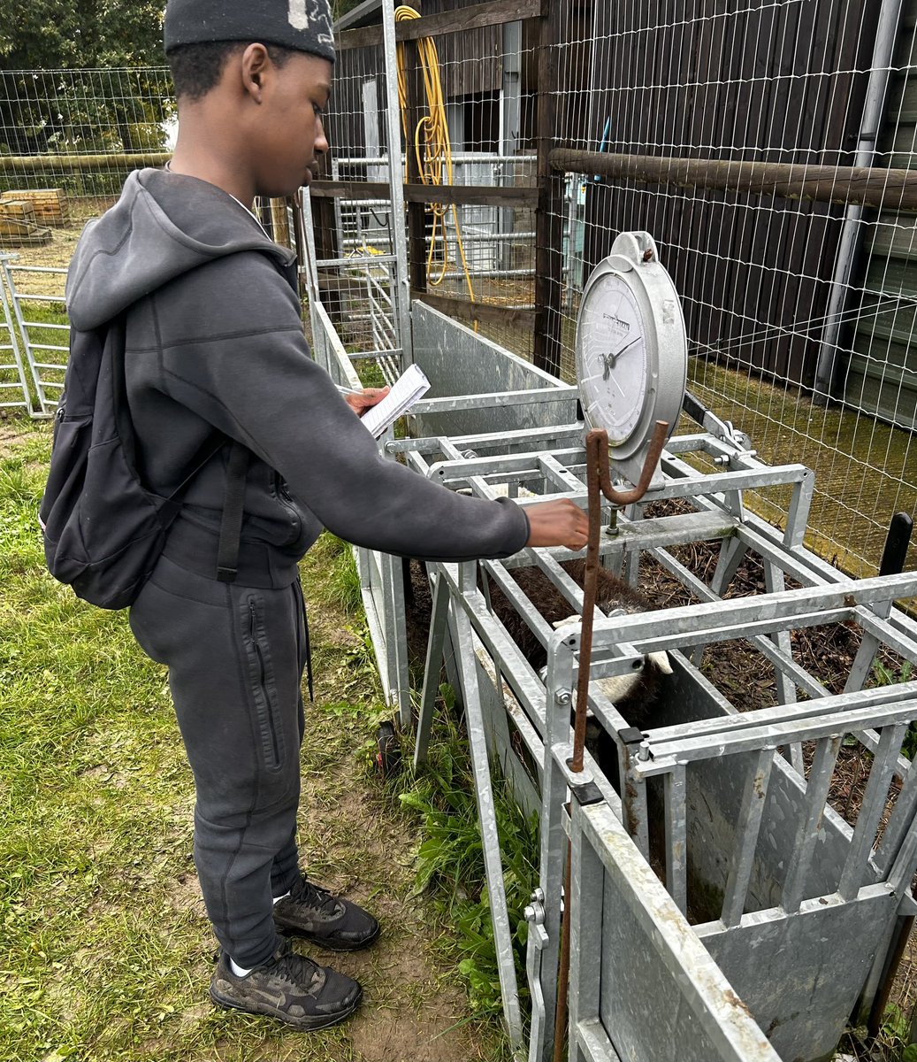 Countryside Centre @ Radley College (@radleyfarm) on Twitter photo Weighing, body condition scoring and famacha checks! All part of a well rounded education. Very proud of our <a href="/RadleyLinks/">Radley College Partnerships</a> Capstone Programme boys and how far they’ve come in the last year. #AlternativeProvision #Opportunity #Inclusion Weighing, body condition scoring and famacha checks! All part of a well rounded education. Very proud of our <a href="/RadleyLinks/">Radley College Partnerships</a> Capstone Programme boys and how far they’ve come in the last year. #AlternativeProvision #Opportunity #Inclusion