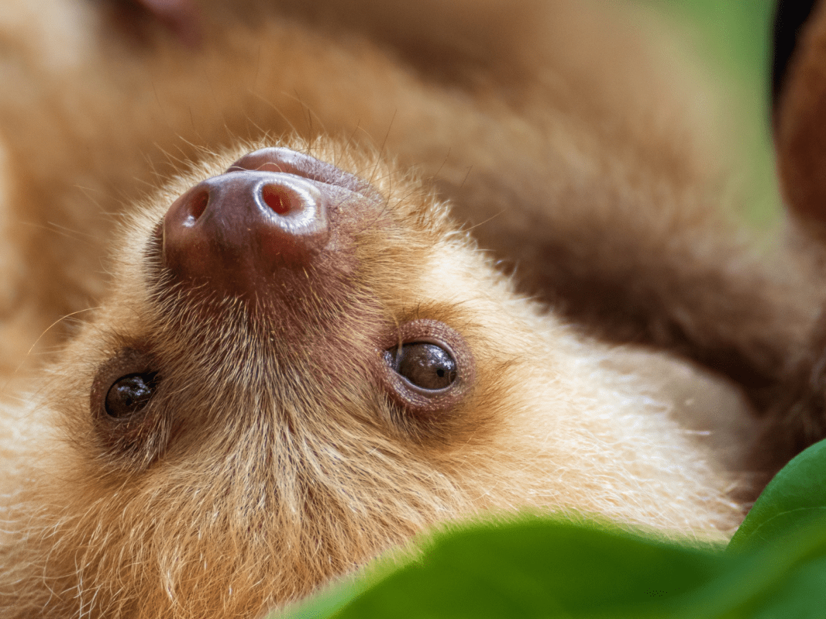 MoleSolCTO's tweet photo. I would die for molé the baby two toed sloth https://t.co/MoY2HLuIJT
