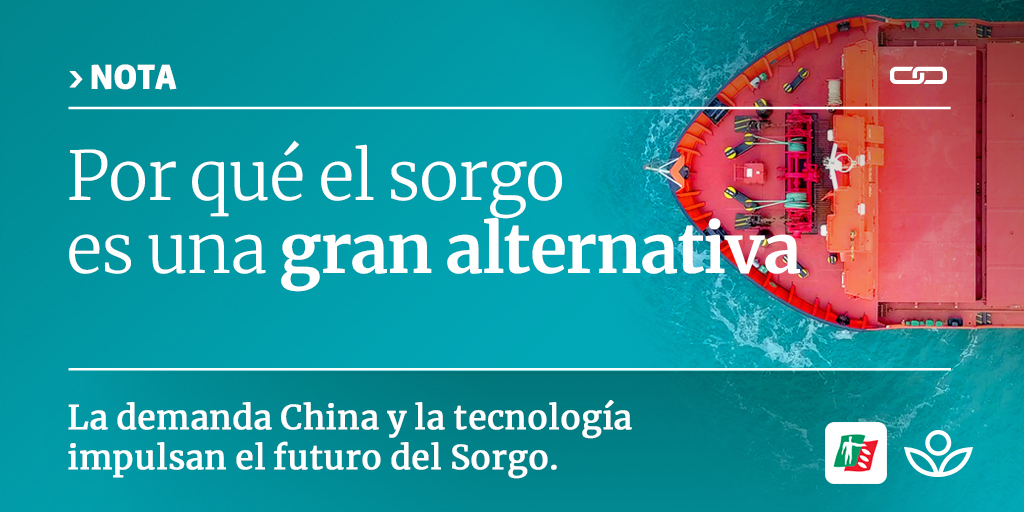 ¿Cómo logró posicionarse el #sorgo?
La demanda de #china, los precios estables, la necesidad de rotar la soja con gramíneas y las ventajas competitivas frente al maíz, lo convirtieron en un cultivo con gran porvenir. 

👉 +info en esta nota de <a href="/LANACION/">LA NACION</a> 
🔗youtube.com/watch?v=qLQB7d…