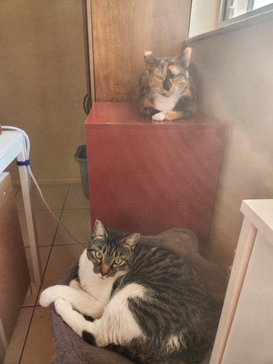 Cat sitting this week and they are Most Suspicious of me.