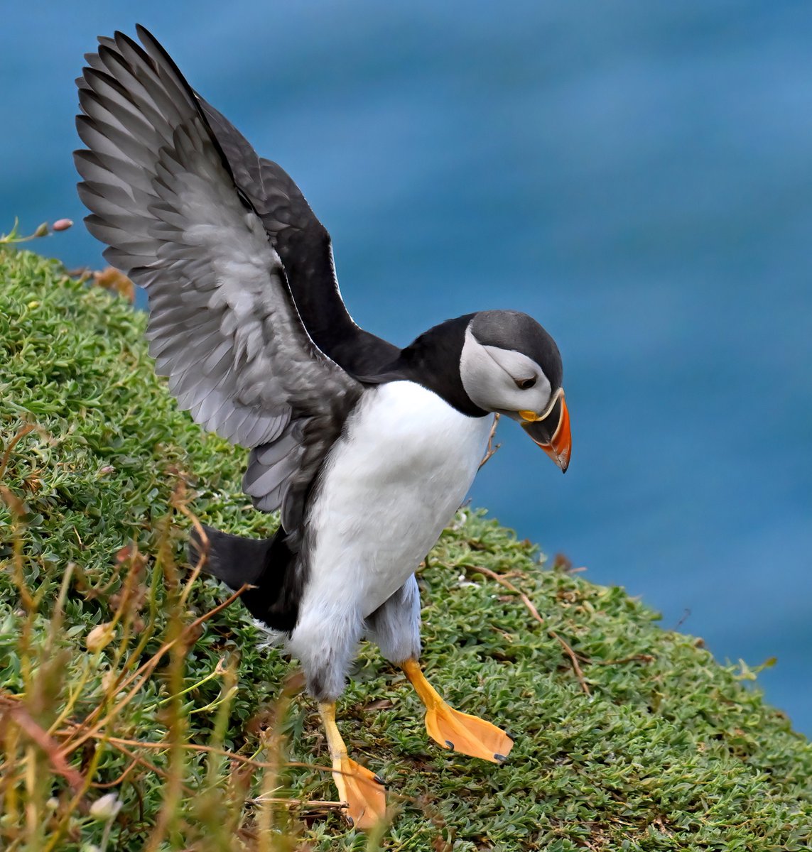 Touchdown Puffin! 😍
#TheDailyPuffin 🐦