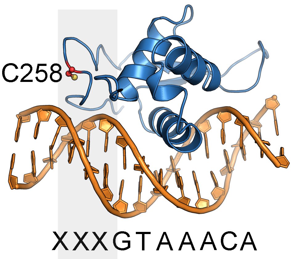Scripps Research (@scrippsresearch) on Twitter photo New findings in <a href="/MolecularCell/">Molecular Cell</a> by Ben Cravatt and <a href="/Michael_A_Erb/">Michael Erb</a> identify a ligandable site on the “undruggable” FOXA1 transcription factor in hormone-driven cancers. Dual ABPP maps FOXA1-small molecule interactions, guiding therapeutic design. More at: ow.ly/cB2M50TM2gb New findings in <a href="/MolecularCell/">Molecular Cell</a> by Ben Cravatt and <a href="/Michael_A_Erb/">Michael Erb</a> identify a ligandable site on the “undruggable” FOXA1 transcription factor in hormone-driven cancers. Dual ABPP maps FOXA1-small molecule interactions, guiding therapeutic design. More at: ow.ly/cB2M50TM2gb
