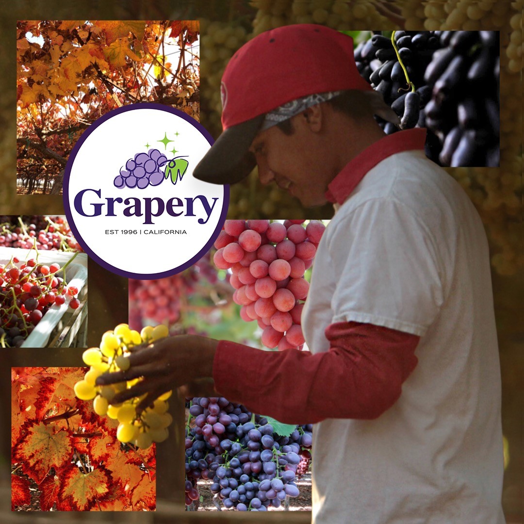 The days are getting shorter and cooler, and we feel the fall vibes! 🍁 🍂  Even though we're still harvesting, the California grape season is slowing down a bit.