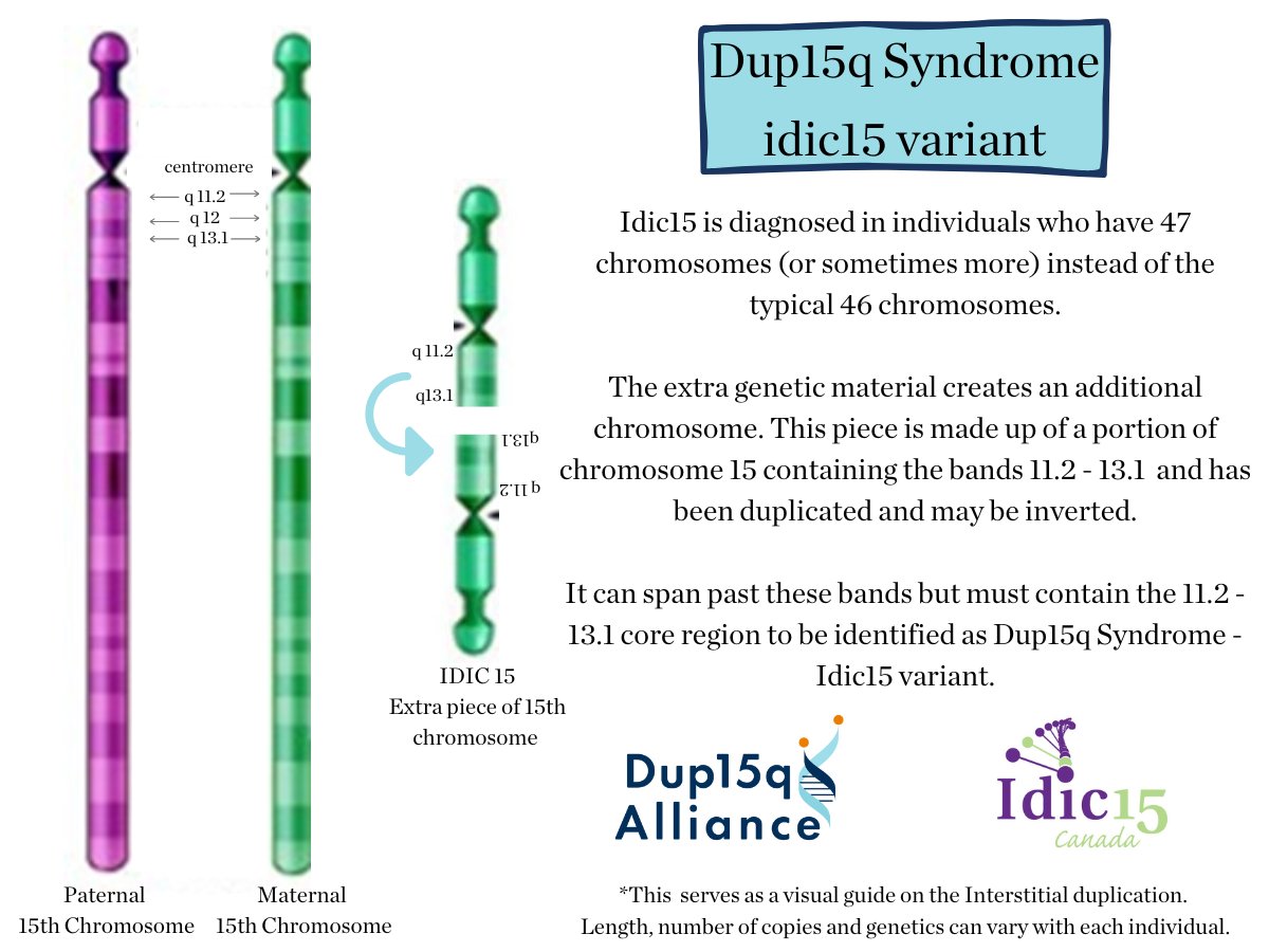 dup15q's tweet image. October 15th is known as Idic15 World Awareness Day. Over the years, through dedicated clinical research and improvements in genetic testing, several other variations of Dup15q syndrome, including interstitial and mosaic, have been identified.

#Dup15q #Idic15 #Interstitial