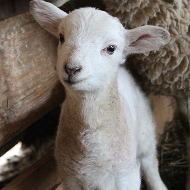 LOVE LAMBS - DON'T EAT THEM - GO VEGAN