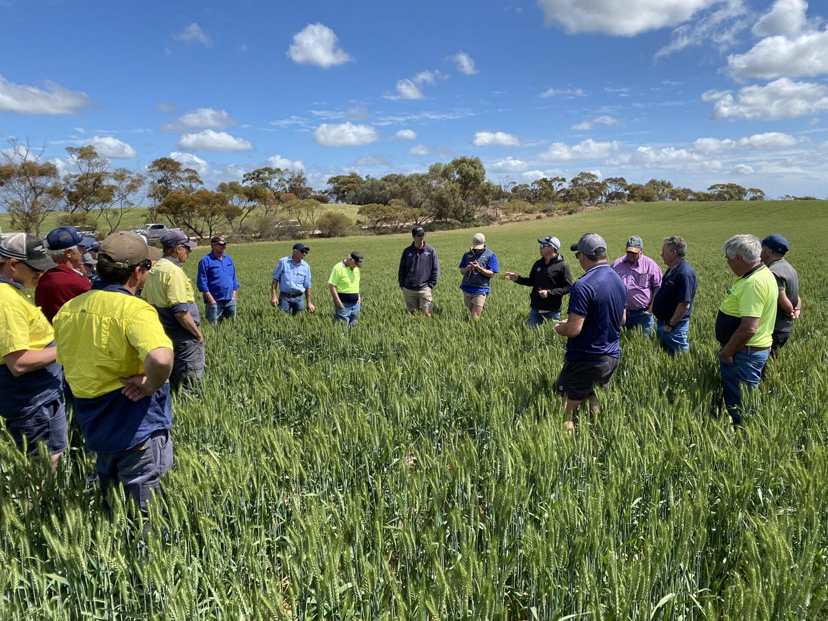 Last week was the judging of the Bute wheat
Competition. 7 paddocks in 6 hrs means there was lots to talk about..it was an excellent opportunity to review and learn from a challenging year…there is always something to learn.. it is also a good excuse to get off farm socially.