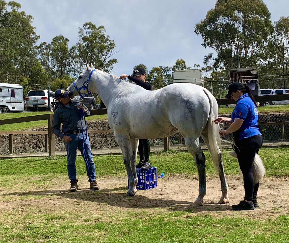 HillviewThorou1's tweet photo. 🔥👑🦐
#Chilli
Getting dressage ready!
@Equimillion_ 
#hkjc #championsprinter #jjsize #showhunter