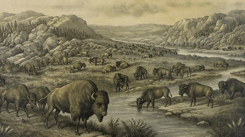 TonyClimate's tweet image. The Little Ice Age was the coldest period of the past ten thousand years.  50+ million bison roamed the Great Plains, belching and farting methane.  Blaming "global warming" on cows is mindless superstition.