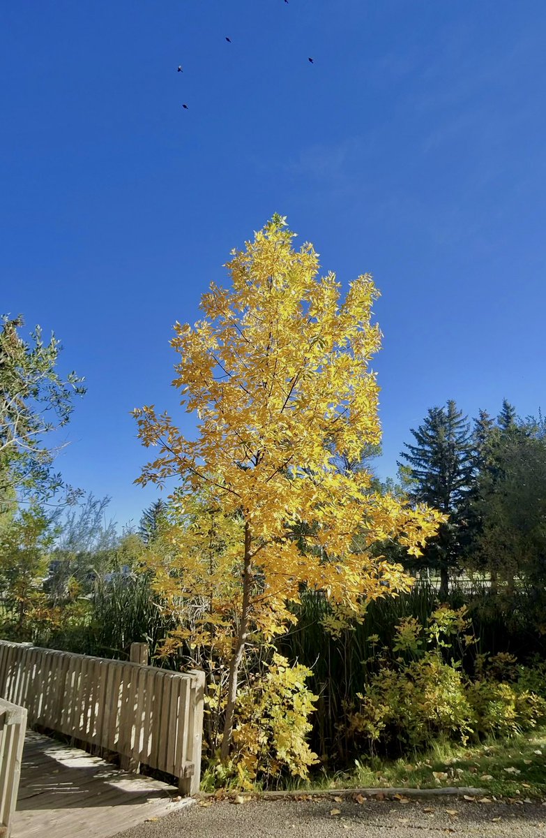 FforFlo's tweet image. Fall 🍂 🍁 

#metaview