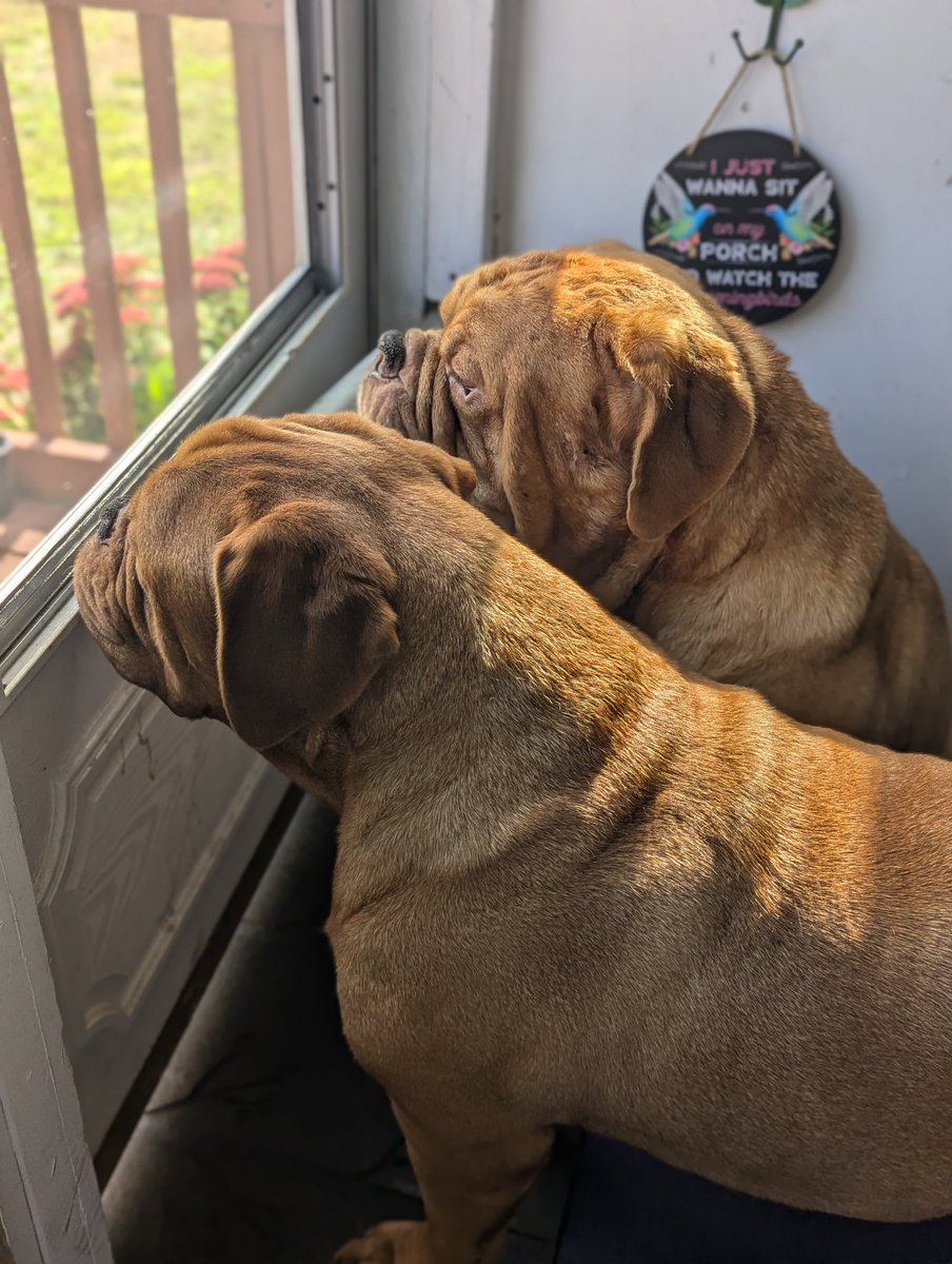 mafia_mastiff's tweet photo. The Mastiff Mafia Bubba and Oscar are all bathed up on this fine evening in the Pines of Southern Jersey. They stood by me today having to divert stupidity and stupidity called the cops on me π we all laughed π Stay Thirsty my friends. πππΎπΊπΈπΎ #BarkForce @SeanSean252 https://t.co/ft1oc6NrkH