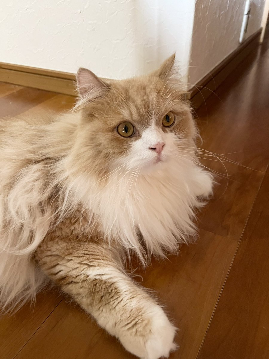 cat_chamame's tweet photo. 961日目の朝☀️ https://t.co/X4j0F6fIor