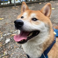 <a href="/GG1nvestments/">GG 🔶️ BNB</a> <a href="/ByteDogToken/">Byte Token</a> if we talk about community then $wooly <a href="/woolycto/">Wooly, Pochita's Dad</a>

he's the father of #pochita