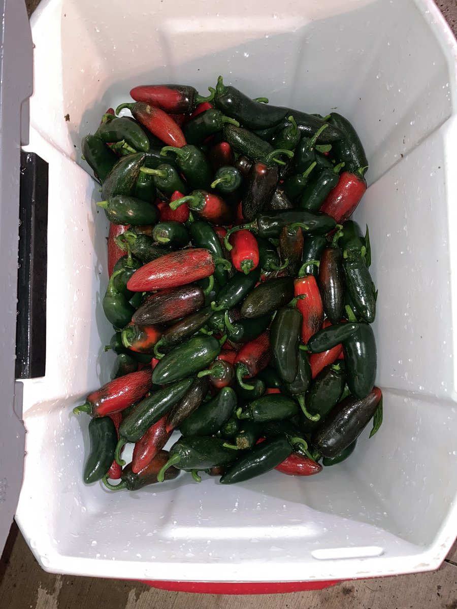 10PointFarms's tweet image. Cowboy Candy day! This year’s jalepeños are 🔥🔥🔥🔥🔥