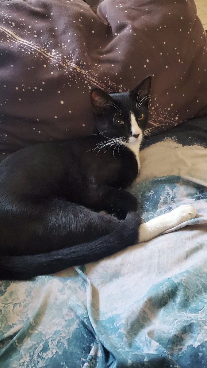 MamaEarthAngry's tweet image. Look at him!!! 😭 #catcontent