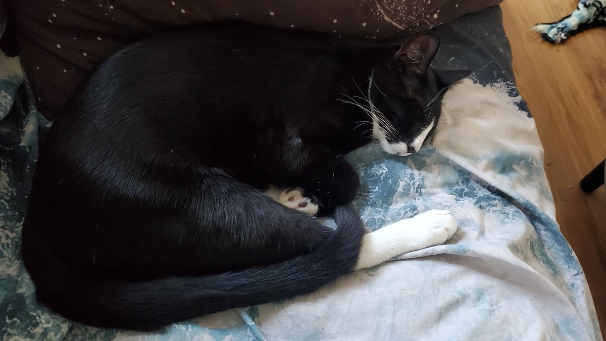 MamaEarthAngry's tweet image. Look at him!!! 😭 #catcontent