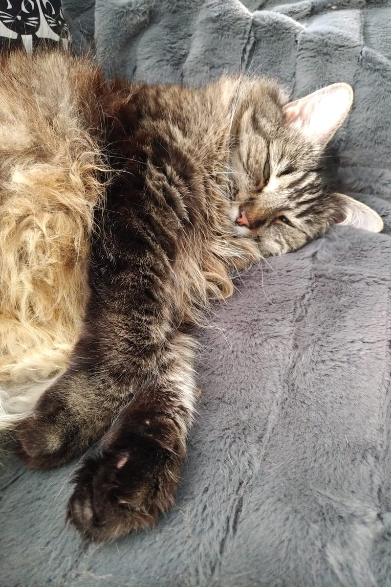We had to say goodbye to our beloved Sug yesterday after 22 years. We are devastated 💔