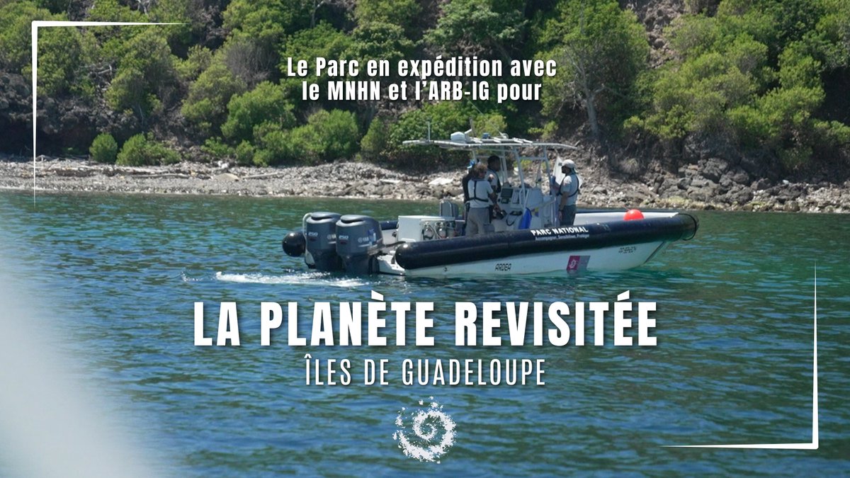 png971's tweet photo. Le Parc national participe à l'expédition scientifique La Planète revisitée des Îles de #Guadeloupe avec l'ARB-IG et le @Le_Museum  national d'Histoire naturelle 😍
➡️On vous emmène aux Saintes découvrir l'expédition : https://t.co/drO5KBcOhU https://t.co/FckJtrCCQZ