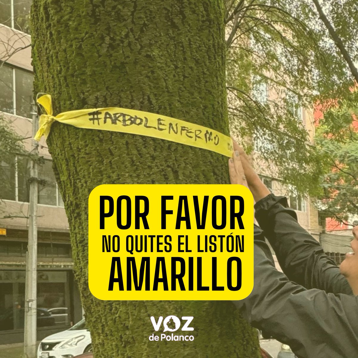 lavozdepolanco's tweet photo. Vecinos y visitantes de #Polanco, hacemos un atento llamado para que nos ayuden a respetar y no quitar los listones amarillos que estamos colocando en cada #ÁrbolEnfermo como parte de nuestro censo. Todos somos parte, cuidémoslos juntos #AgendaVerdePolanco https://t.co/lyqHYzowLK