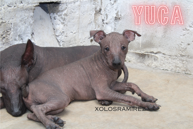 xolosramirez1's tweet photo. Meet Yuca, the brilliant hairless intermediate Xoloitzcuintle who loves people! 💖🐾 With her keen intelligence and playful spirit, she’s always ready for an adventure or a new trick to learn. #XolosRamirez #Xoloitzcuintle #XoloDog #MexicanHairlessDogs #IntermediateXolo https://t.co/h7qcXHyyob