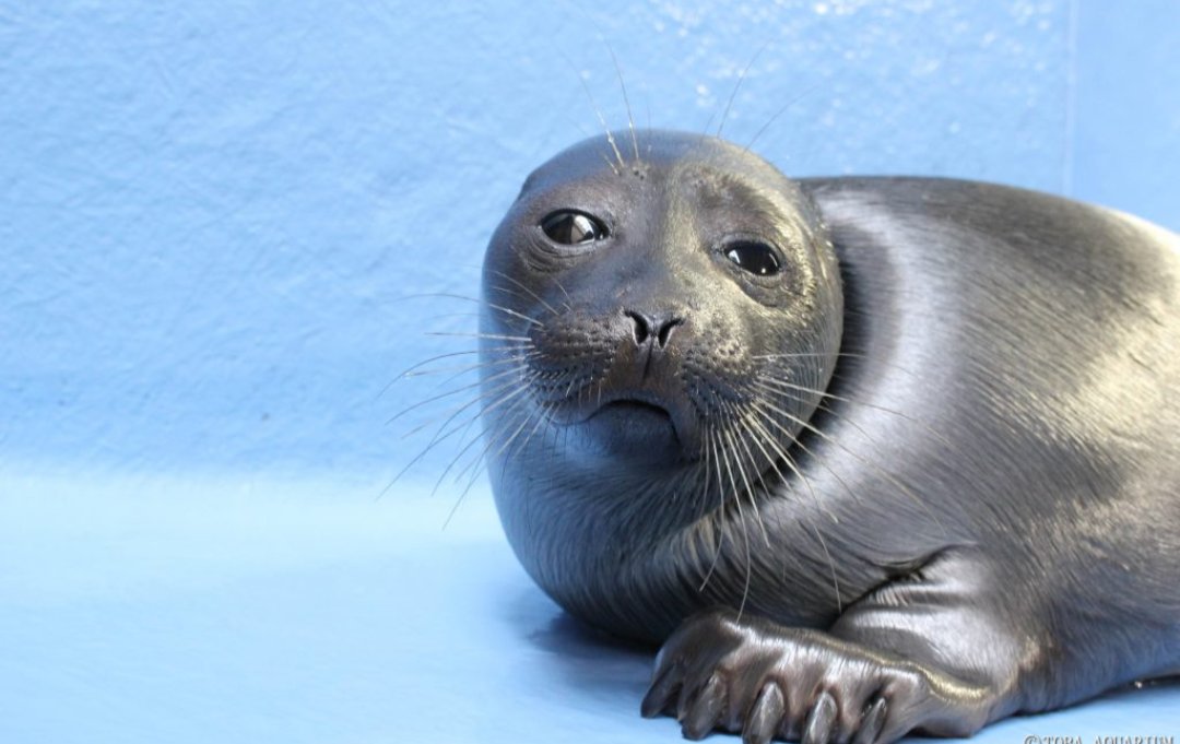 Mawce.png 🦭🍩 - 🇵🇸 tweet media