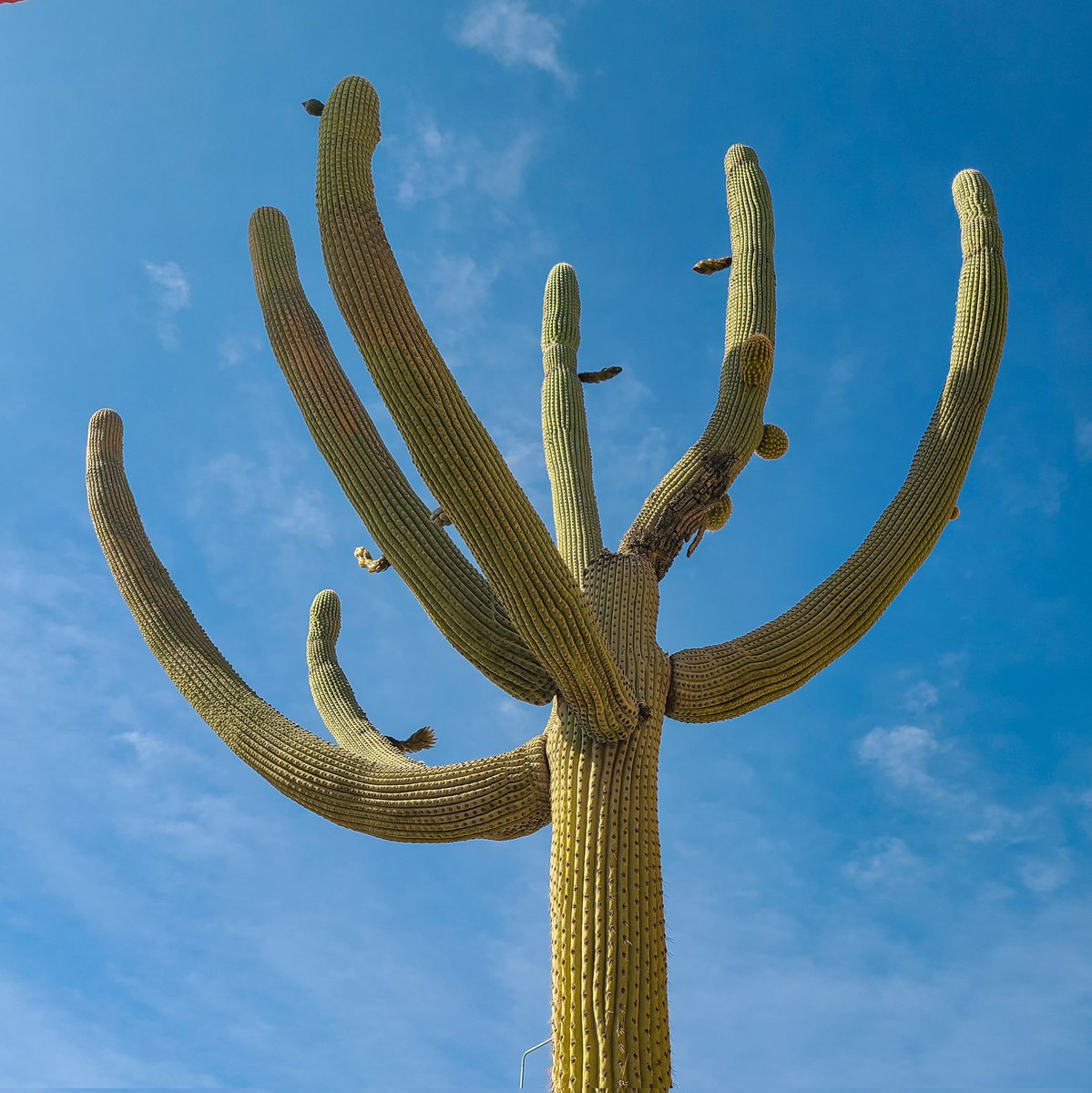 Cristina Dorador Ortiz 🦩 tweet media