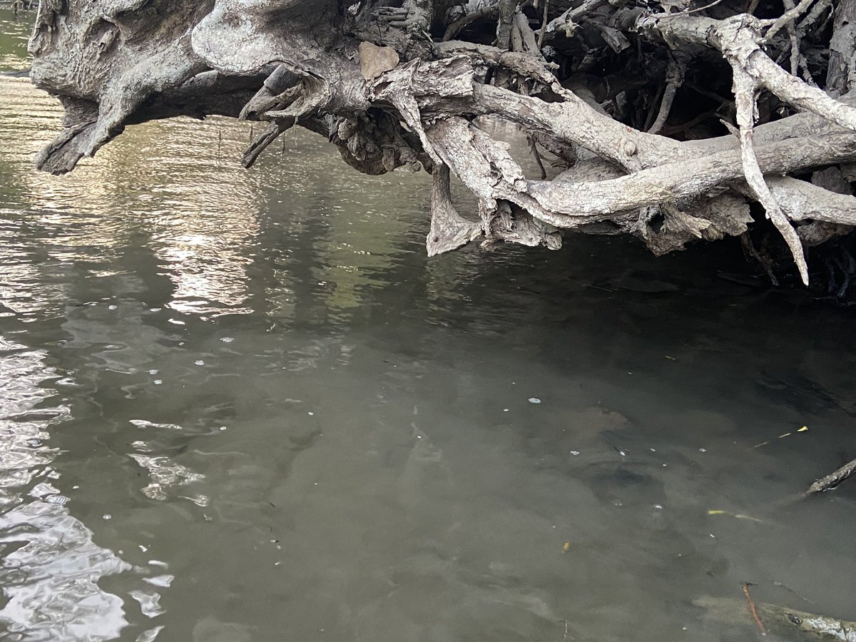 Keith Piccard tweet media