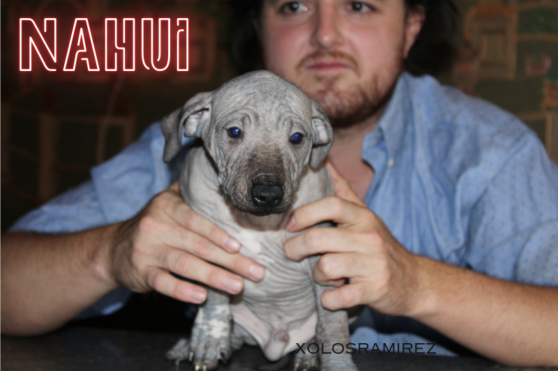 xolosramirez1's tweet photo. Say hello to Nahui, the affectionate intermediate hairless Xoloitzcuintle who loves people! 💖🐾 With his warm personality and gentle spirit, Nahui brings joy to everyone he meets. #MexicanHairlessDogs #XoloDog #XoloPuppies #IntermediateXolo https://t.co/A9w6nQH4Y3