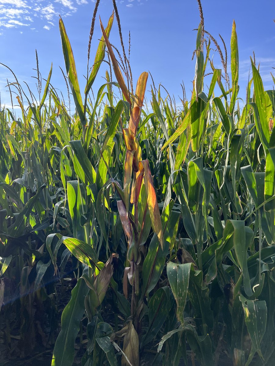 Onofre Lab (@onofrelab) on Twitter photo Corn stunt spiroplasma, a new threat to <a href="/kscorn/">Kansas Corn</a> , is now confirmed in 26 counties.
For more info 👉 eupdate.agronomy.ksu.edu/article/corn-s… Corn stunt spiroplasma, a new threat to <a href="/kscorn/">Kansas Corn</a> , is now confirmed in 26 counties.
For more info 👉 eupdate.agronomy.ksu.edu/article/corn-s…