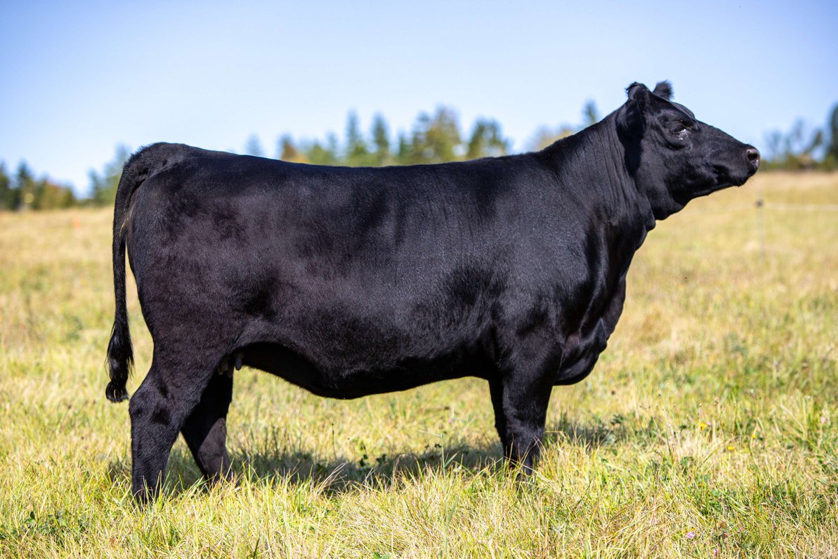 Amy Higgins (@valleymeadowamy) on Twitter photo This bred heifer sells in the Oct 26 Atlantic Alliance sale in Nappan, NS and <a href="/DirectLivestock/">DLMS</a>. She's been Anna's Junior show heifer this summer/fall and excited to be able to have her on offer! RHK 5L <a href="/maritimeangus/">maritimeangus</a> <a href="/Maritime_Beef/">MaritimeBeef Council</a> <a href="/BovinsNBCattle/">NB Cattle Producers</a> <a href="/NSCattle/">Nova Scotia Cattle Producers</a> <a href="/peicattle/">Prince Edward Island Cattle Producers</a> This bred heifer sells in the Oct 26 Atlantic Alliance sale in Nappan, NS and <a href="/DirectLivestock/">DLMS</a>. She's been Anna's Junior show heifer this summer/fall and excited to be able to have her on offer! RHK 5L <a href="/maritimeangus/">maritimeangus</a> <a href="/Maritime_Beef/">MaritimeBeef Council</a> <a href="/BovinsNBCattle/">NB Cattle Producers</a> <a href="/NSCattle/">Nova Scotia Cattle Producers</a> <a href="/peicattle/">Prince Edward Island Cattle Producers</a>