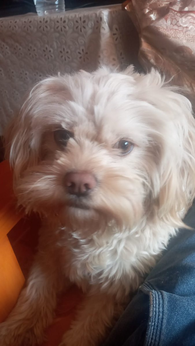 Mi perrito ansioso por ver a #AustinPalao en  #GanarOServir