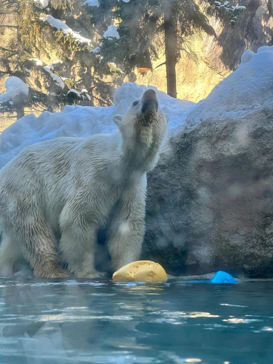 MAHADEVASFA's tweet image. かわいいホッキョクグマの姿が本当にかわいくて、他にもたくさんのかわいい働物がいて、このシーンは本当に愛おしすぎです。🎉✨