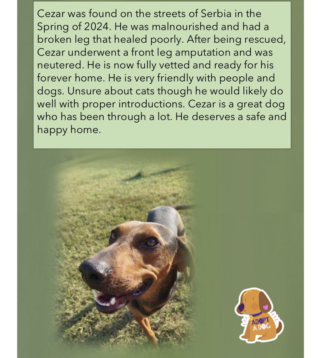 Does your family need an adorable tripod to be complete? Meet Cezar! He was living a difficult life when he captured the heart of our vet tech Ina’s family, who helped him get him the medical care he needed. He’s now looking for his forever family! #roncesvalles #roncy #highpark