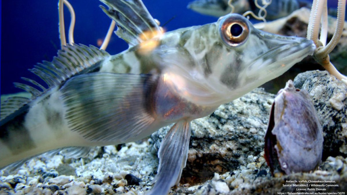 ASFB (@austsocfishbiol) on Twitter photo JOB OPPORTUNITY: Fisheries Research Scientist <a href="/Ant_Partnership/">Australian Antarctic Program Partnership</a>
The Australian Antarctic Division is hiring a Fisheries Research Scientist to lead outcome-focused research & contribute to intl forums.
Join an expert team advancing Antarctic science!
🔗jobs.antarctica.gov.au/jobs-in-austra… JOB OPPORTUNITY: Fisheries Research Scientist <a href="/Ant_Partnership/">Australian Antarctic Program Partnership</a>
The Australian Antarctic Division is hiring a Fisheries Research Scientist to lead outcome-focused research & contribute to intl forums.
Join an expert team advancing Antarctic science!
🔗jobs.antarctica.gov.au/jobs-in-austra…